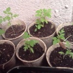 Start growing by adopting a seedling